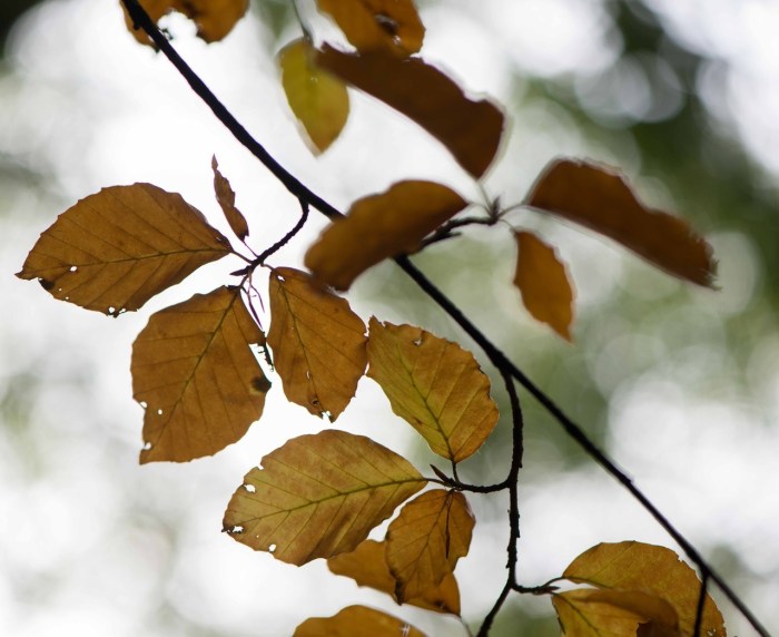 Leaves by elsie n. brady