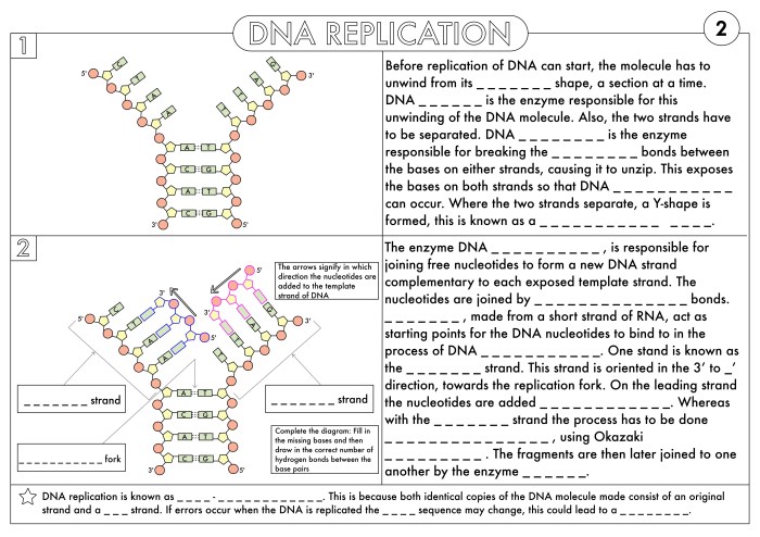 Dna and rna worksheet answers pdf