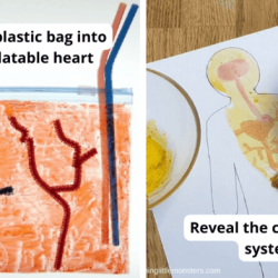 Bill nye circulatory system worksheet