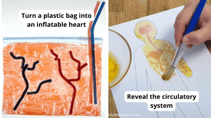 Bill nye circulatory system worksheet