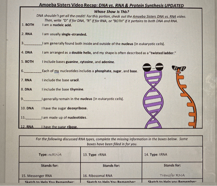 Dna and rna worksheet answers pdf