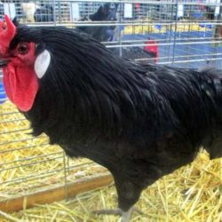 La fleche chicken for sale