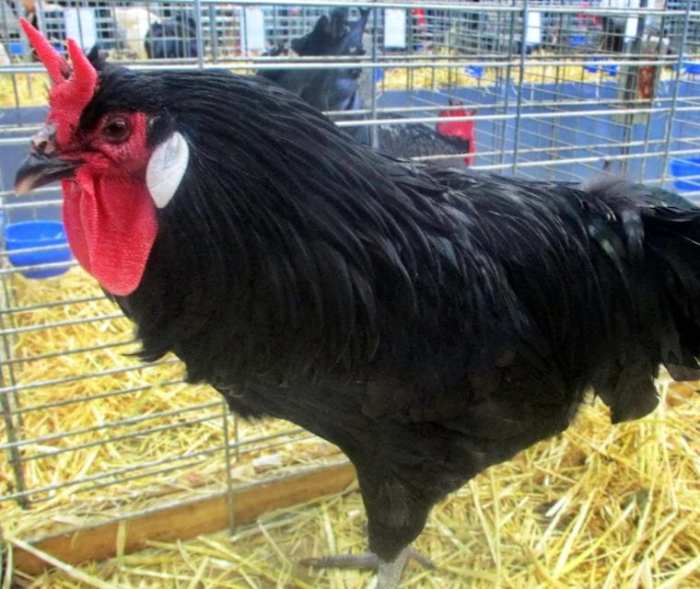 La fleche chicken for sale