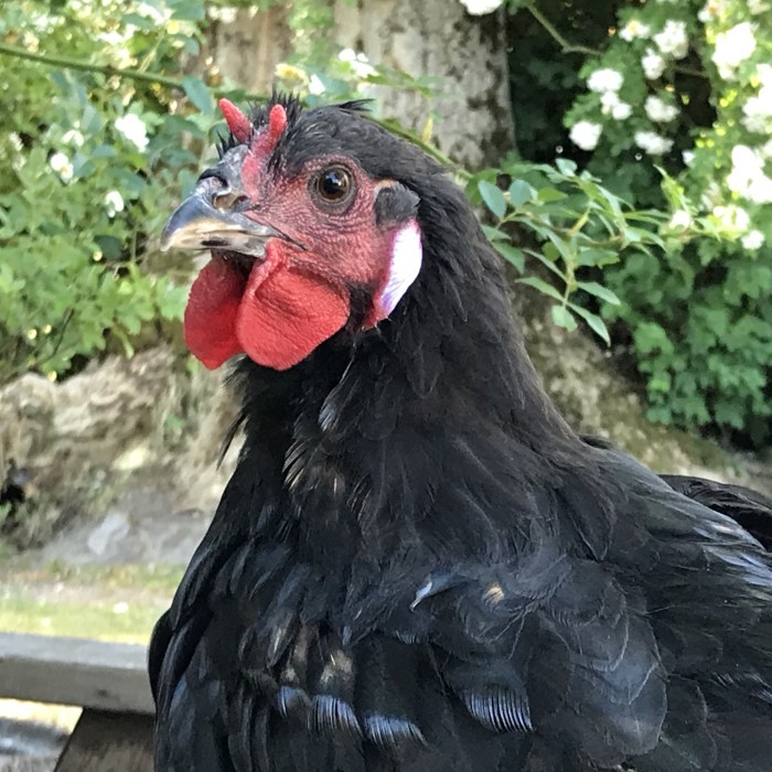 Fleche breed comb horns