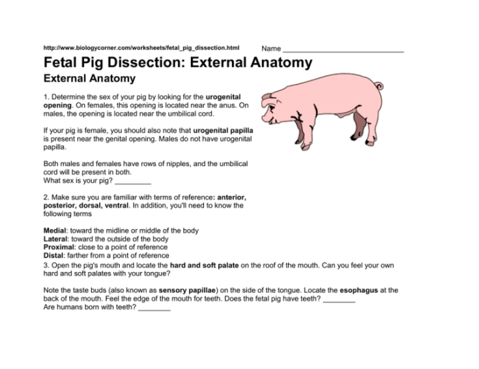 Female fetal pig anatomy and simulated dissection worksheet