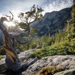 Rocky mountain colorado park national wallpaper forest pine twisted tree usa mountains bristlecone pinus longaeva sun wallpapers tapety pulpit narodowy