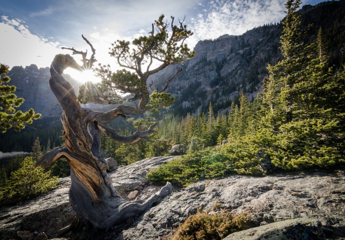 Rocky mountain colorado park national wallpaper forest pine twisted tree usa mountains bristlecone pinus longaeva sun wallpapers tapety pulpit narodowy