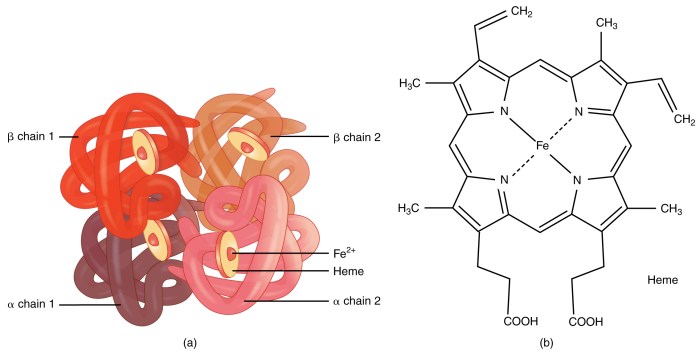 Which five statements about hemoglobin and myoglobin structure are true