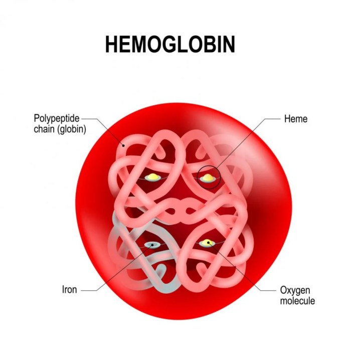 Which five statements about hemoglobin and myoglobin structure are true