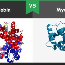 Myoglobin haemoglobin hemoglobin oxygen heme differ proteins