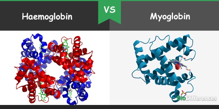 Myoglobin haemoglobin hemoglobin oxygen heme differ proteins