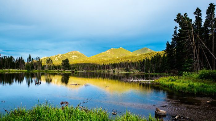 In rocky mountain national park many mature pine trees