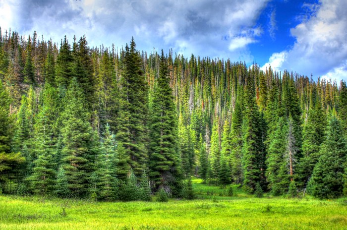 In rocky mountain national park many mature pine trees