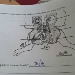 Female fetal pig anatomy and simulated dissection worksheet