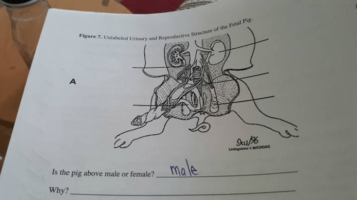 Female fetal pig anatomy and simulated dissection worksheet