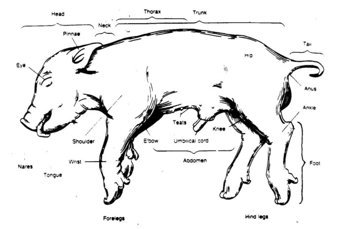 Female fetal pig anatomy and simulated dissection worksheet